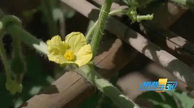 Cultivation of quichuan roof garden