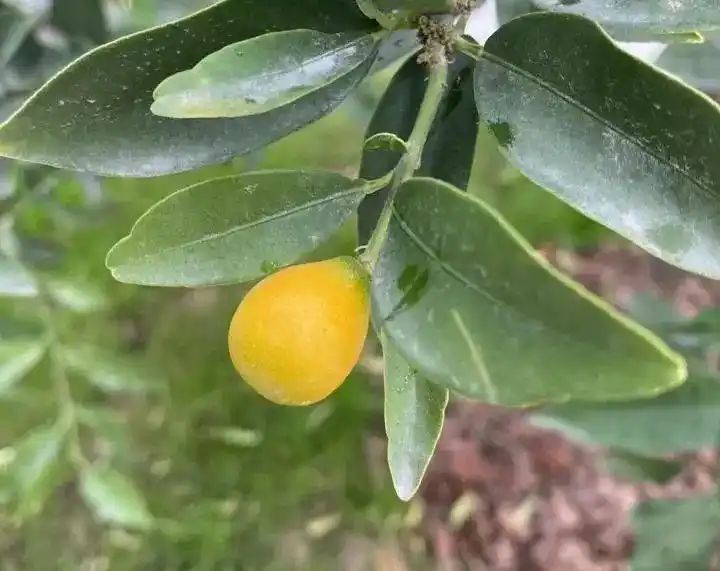 Cultivation of quichuan roof garden