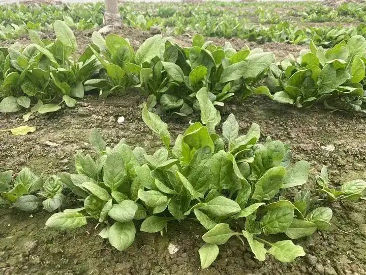 Cultivation of quichuan roof garden