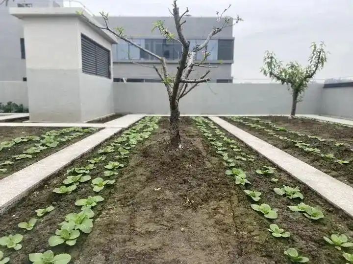 Cultivation of quichuan roof garden