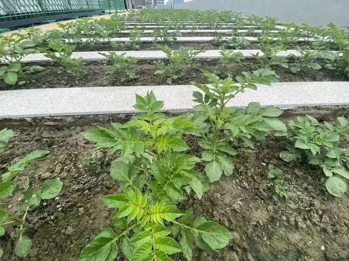 Cultivation of quichuan roof garden