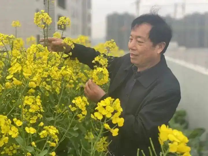 Cultivation of quichuan roof garden