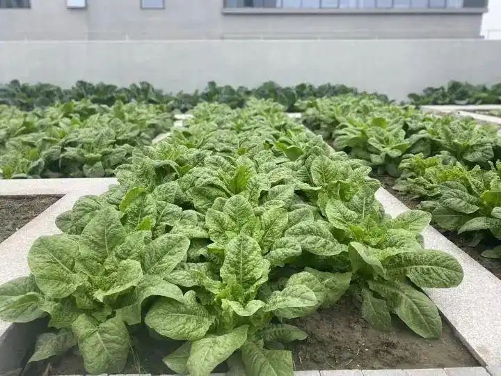 Cultivation of quichuan roof garden