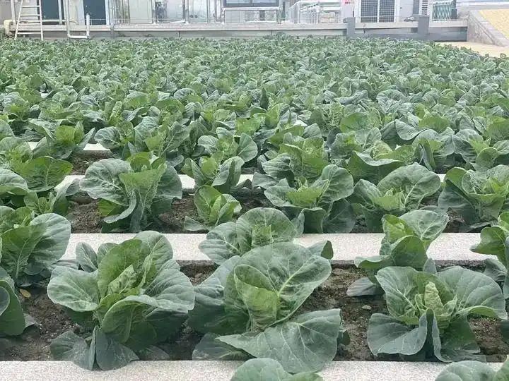 Cultivation of quichuan roof garden