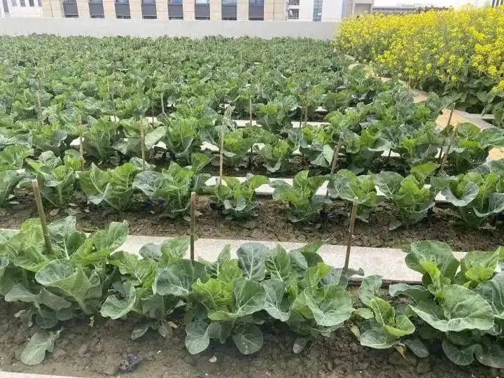Cultivation of quichuan roof garden