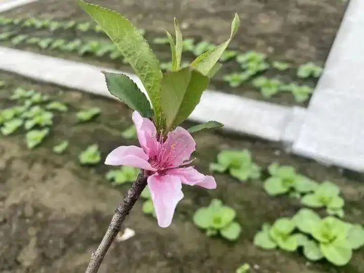 Cultivation of quichuan roof garden