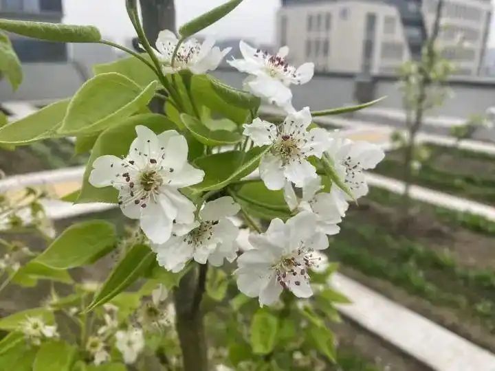 Cultivation of quichuan roof garden
