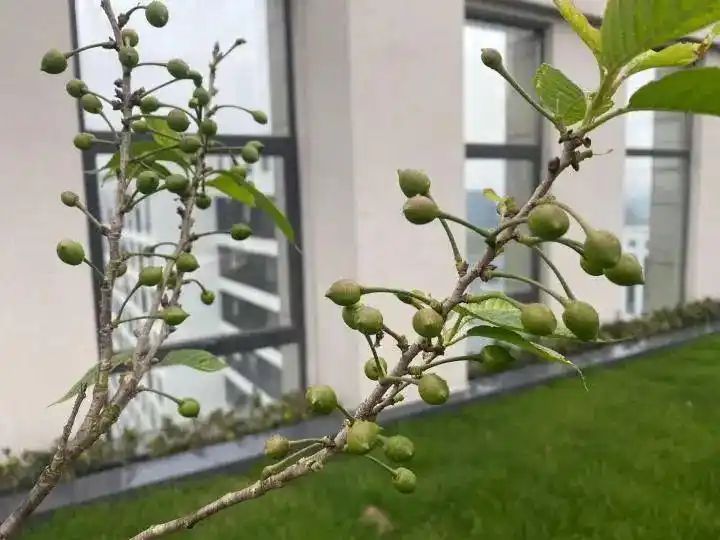 Cultivation of quichuan roof garden