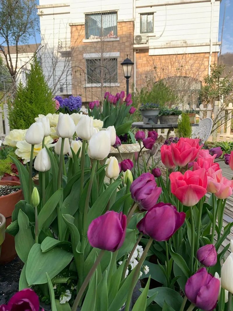Tulip squiding methods