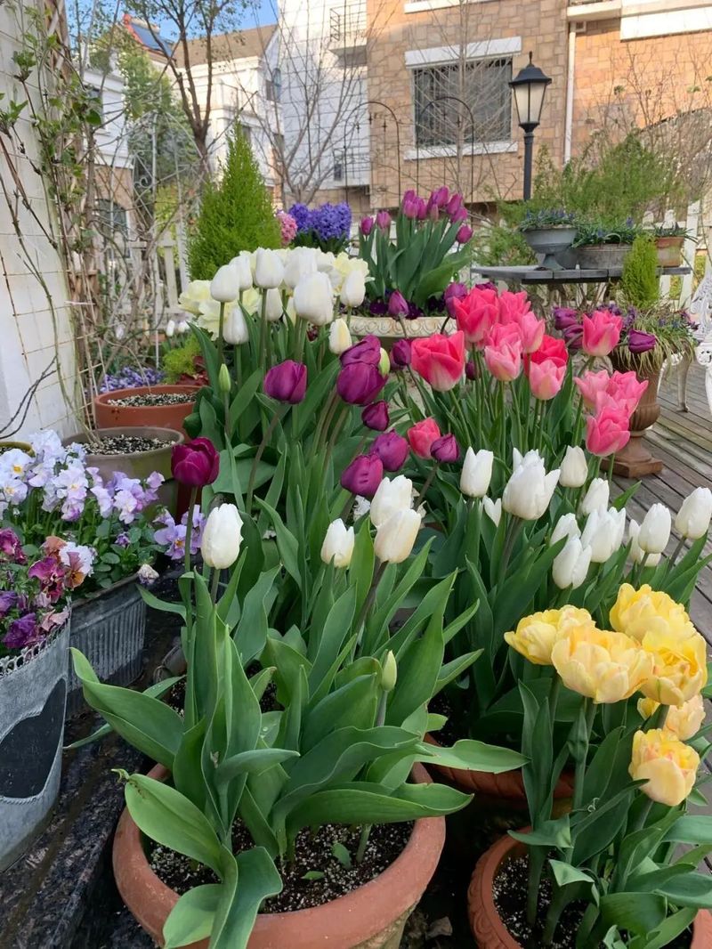 Tulip squiding methods