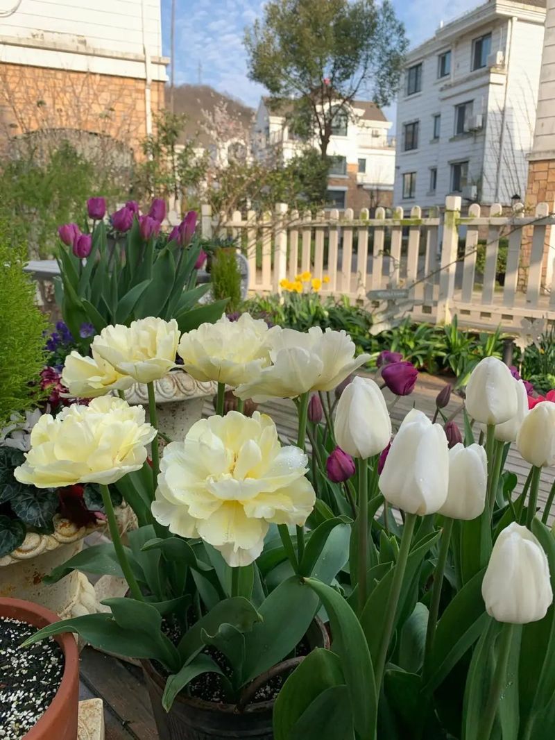 Tulip squiding methods