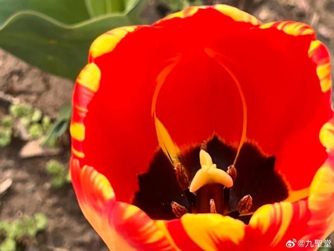 Tulip squiding methods