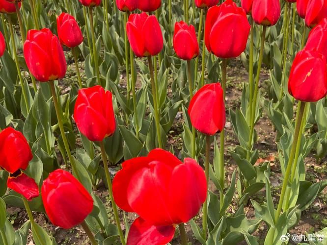 Tulip squiding methods