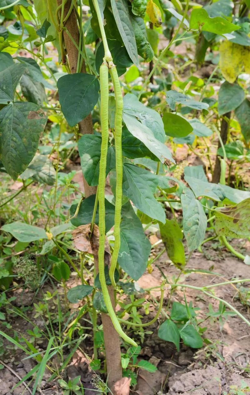 豇豆种植技术