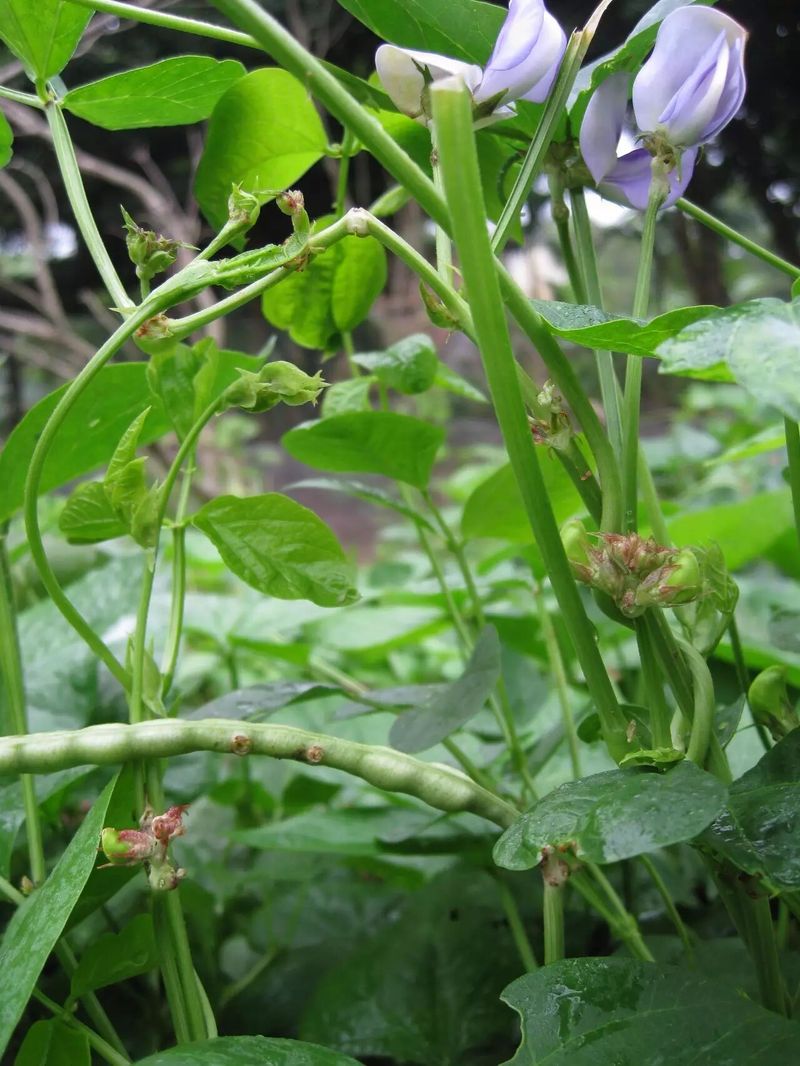 豇豆种植技术