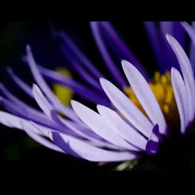 豇豆种植技术