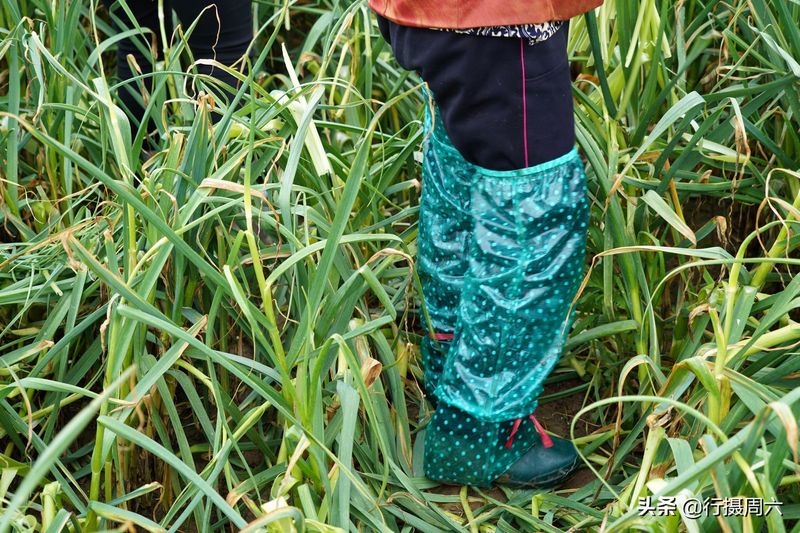 大田蒜苗高产种植技术