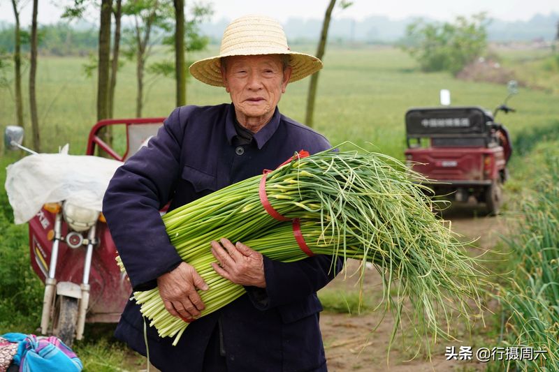 大田蒜苗高产种植技术
