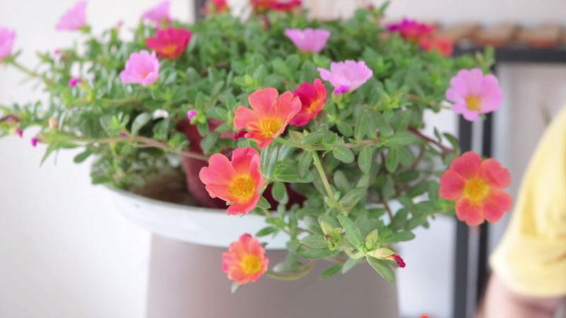太阳花怎么种植方法