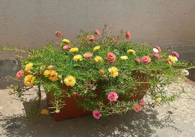 太阳花怎么种植方法