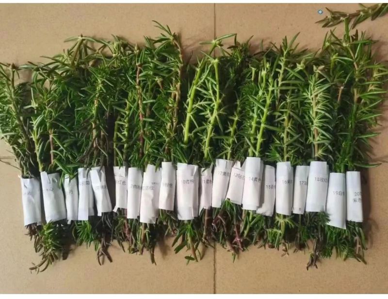太阳花怎么种植方法