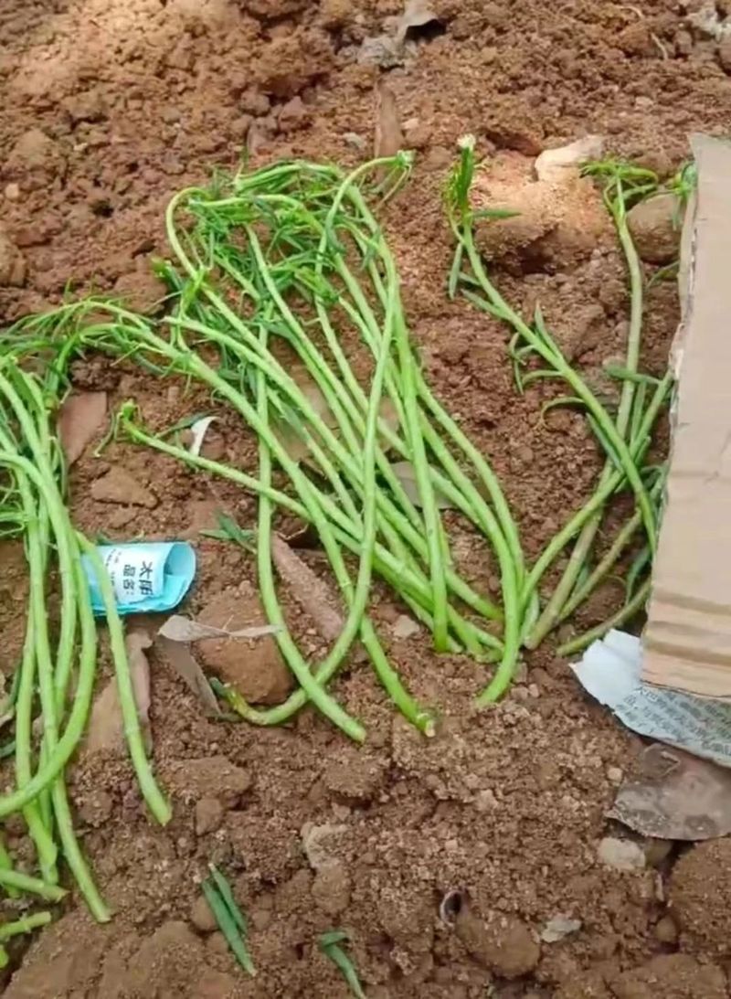 太阳花怎么种植方法
