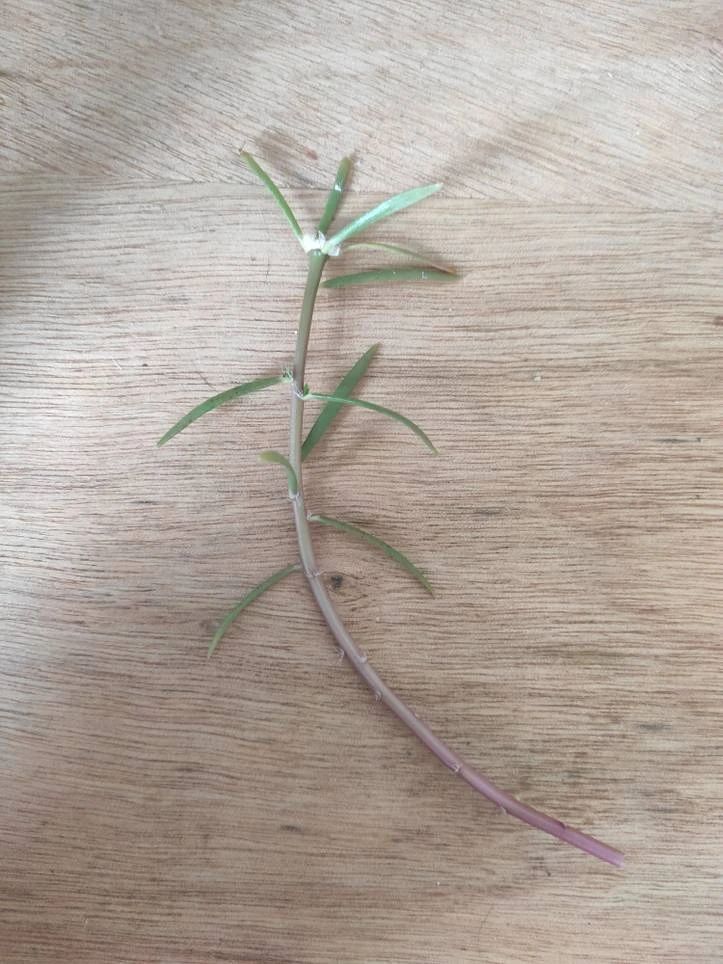 太阳花怎么种植方法