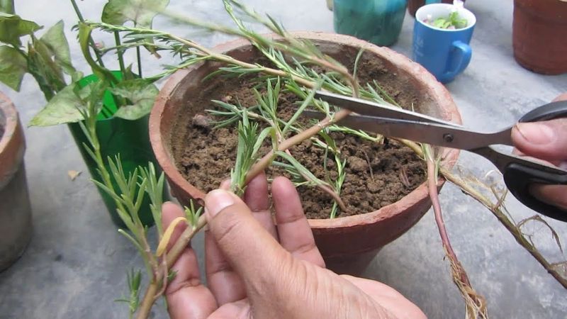 太阳花怎么种植方法