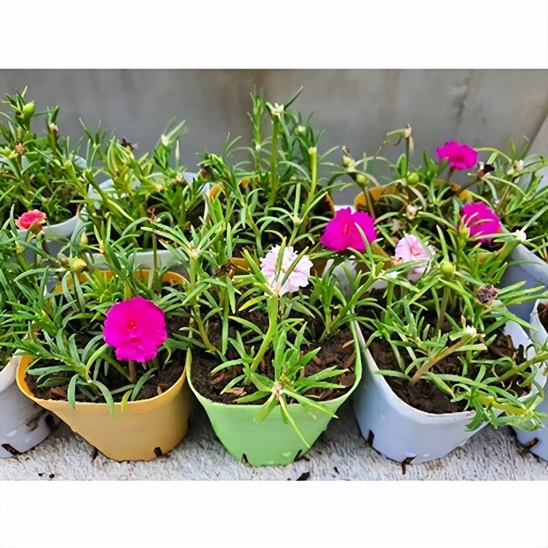 太阳花怎么种植方法