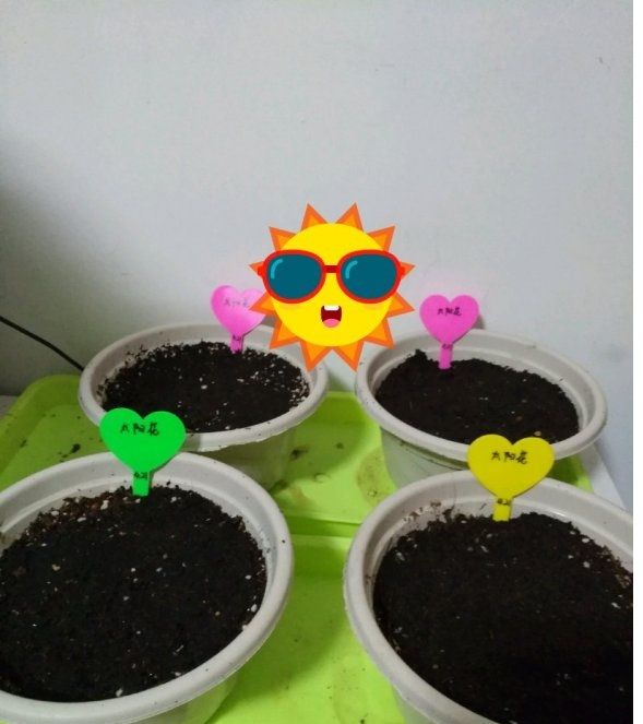 太阳花怎么种植方法