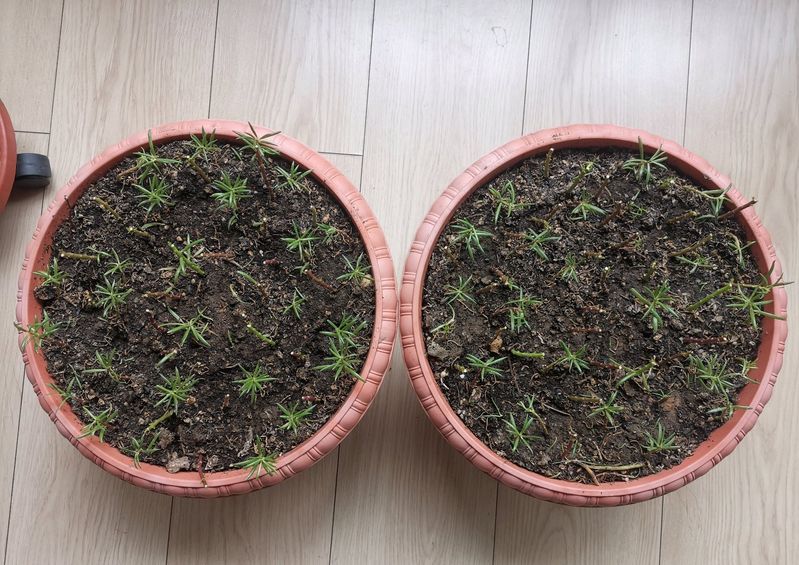 太阳花怎么种植方法