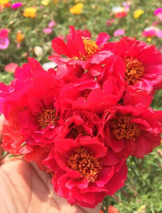 太阳花怎么种植方法