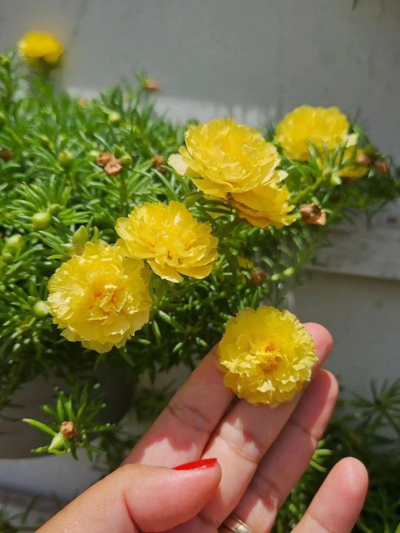 太阳花怎么种植方法