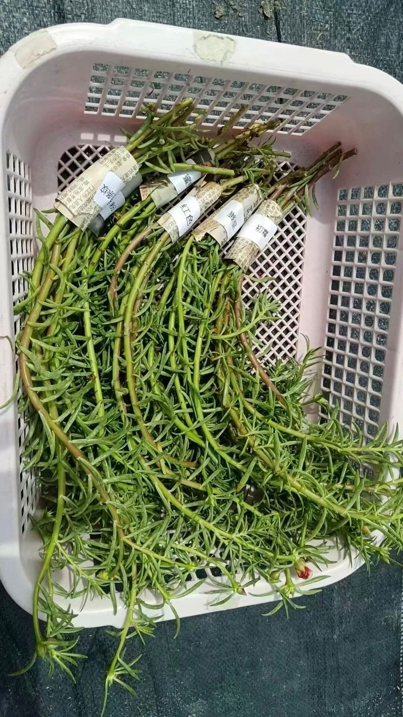 太阳花怎么种植方法