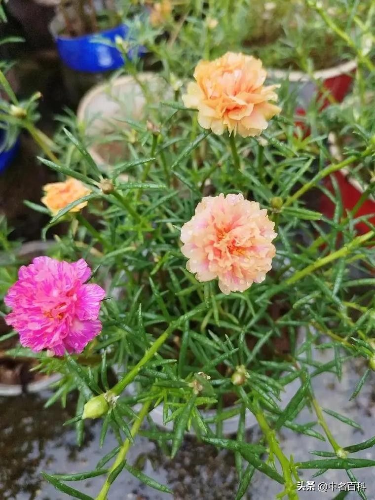 太阳花怎么种植方法