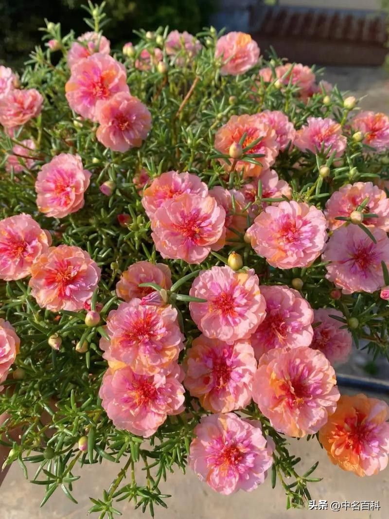 太阳花怎么种植方法