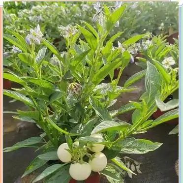 各种果树种植时间大全