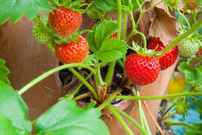 盆栽草莓种植方法图解