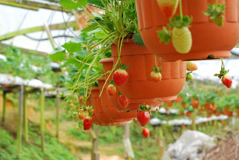 盆栽草莓种植方法图解