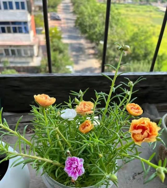 太阳花怎么种植方法