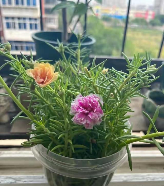 太阳花怎么种植方法
