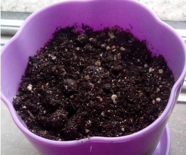 盆栽草莓种植方法图解