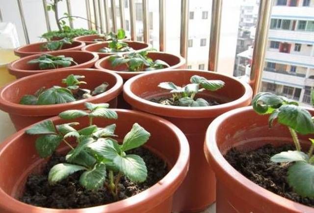 盆栽草莓种植方法图解