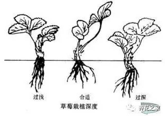 盆栽草莓种植方法图解