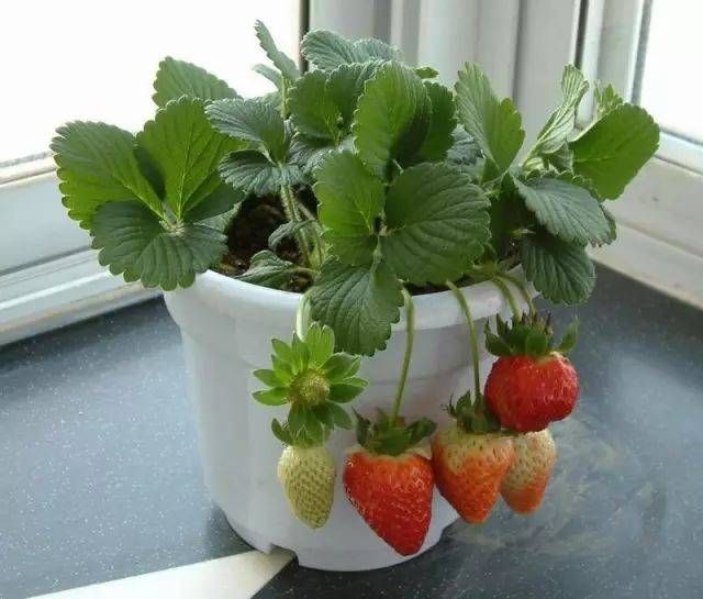 盆栽草莓种植方法图解