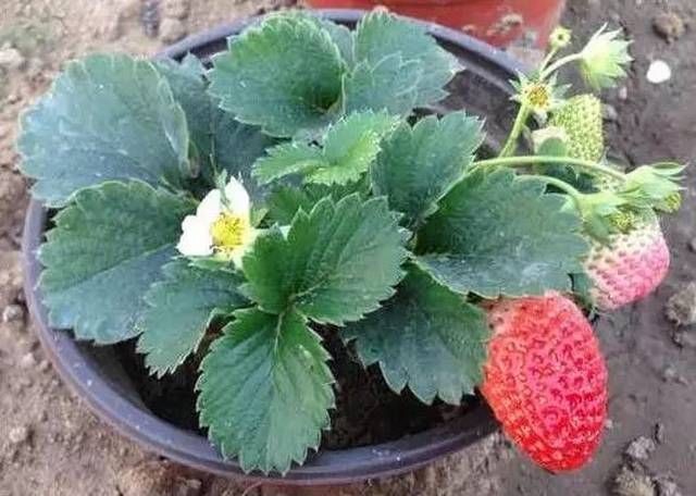 盆栽草莓种植方法图解