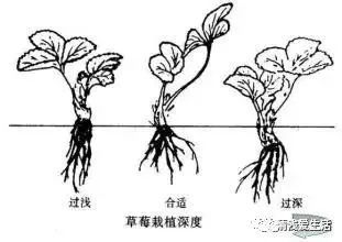 盆栽草莓种植方法图解