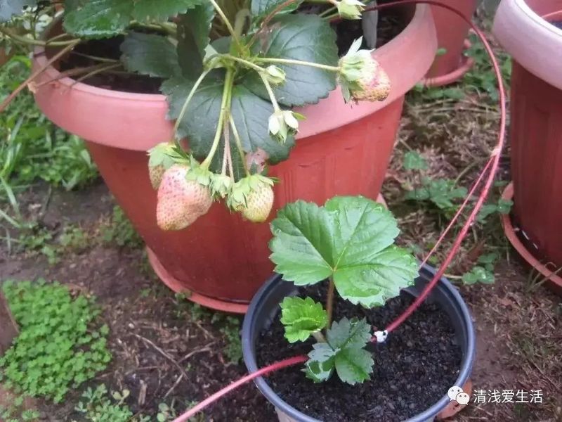 盆栽草莓种植方法图解