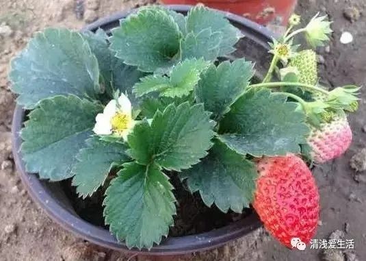 盆栽草莓种植方法图解