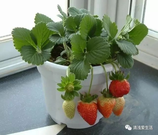 盆栽草莓种植方法图解